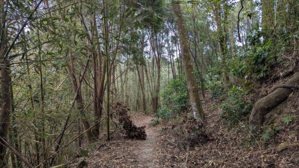 橫龍山、橫龍古道2682923
