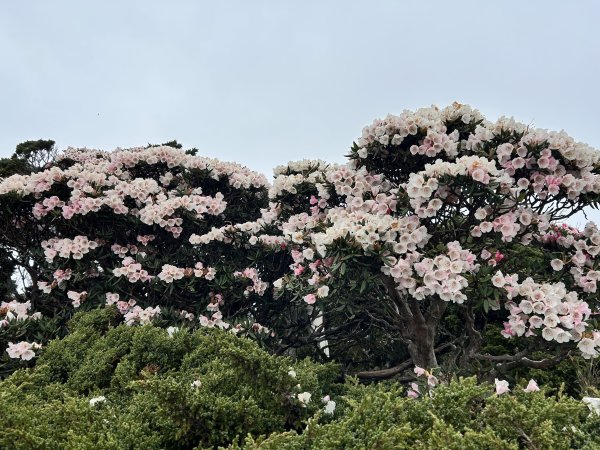 合歡東峰3057029