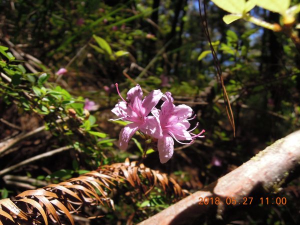 20180827-28_雪山主東852860