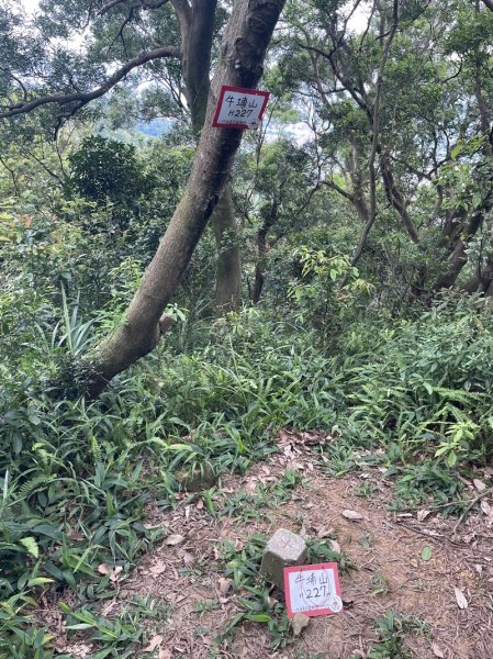 【大棟山系】百年大榕樹2858113