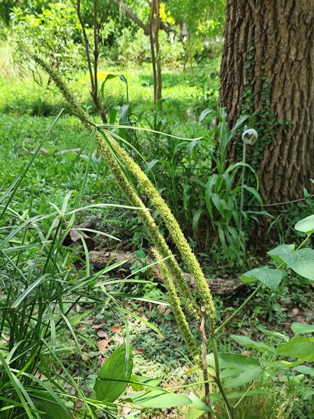 大安森林公園、港墘公園、文德三號公園【走路趣尋寶】【臺北健走趣】2549692