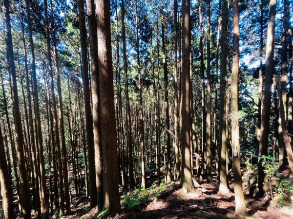 1141116油羅山2946434