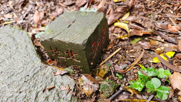 20260302忠義山.小坪頂山.貴子坑山大O走3009802