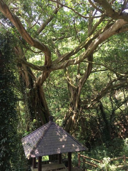 環大台北天際線第8段（迴龍-鶯歌）396883