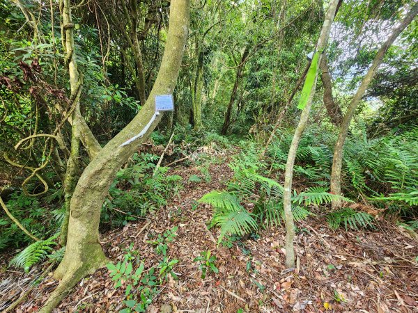 20250419蕩跋山劉家界山老社寮山新富山2936209