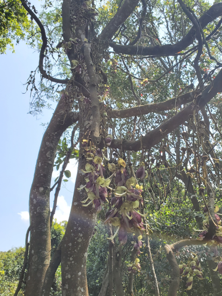 王公坑山賞血藤花