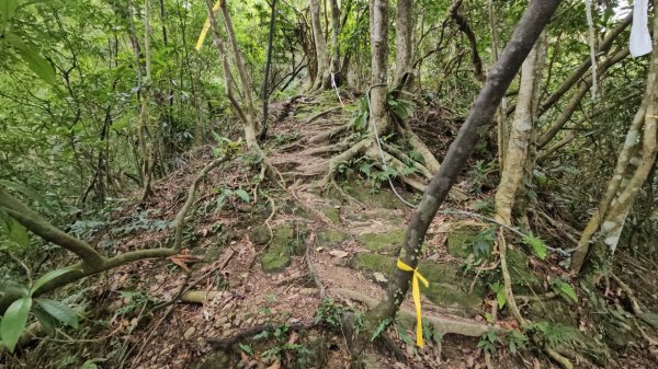 20260112月扇湖山&四分子古道O走+烏塗溪步道2986509