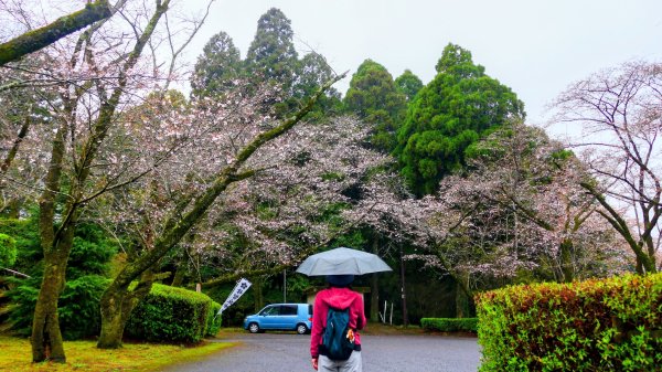 宮崎青島,母智丘,桷志田,櫻島,渡輪3027905
