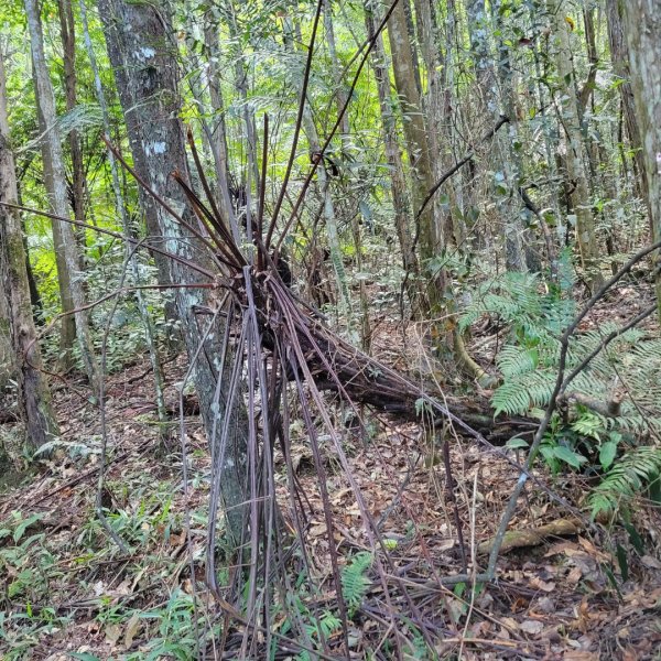 惠蓀林場湯公碑步道1854330