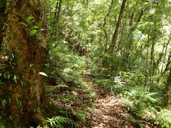 桃園復興區 低陸山 (鐵立庫山)157463