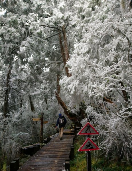 瑞雪兆豐年～鐵杉國家步道1223756