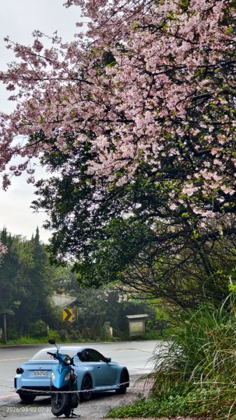 追花是簡單的快樂，賞花是恬淡的幸褔 3/2&73008770