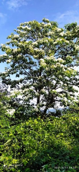 小百岳三峽鳶山、彩壁、鳶山岩- 多樣好玩好吃、踏著桐花行進超級興奮1351906