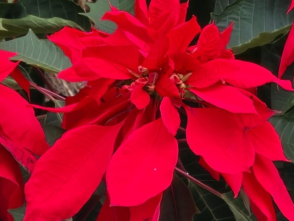 鳶嘴稍來山之楓紅／雲海2974098