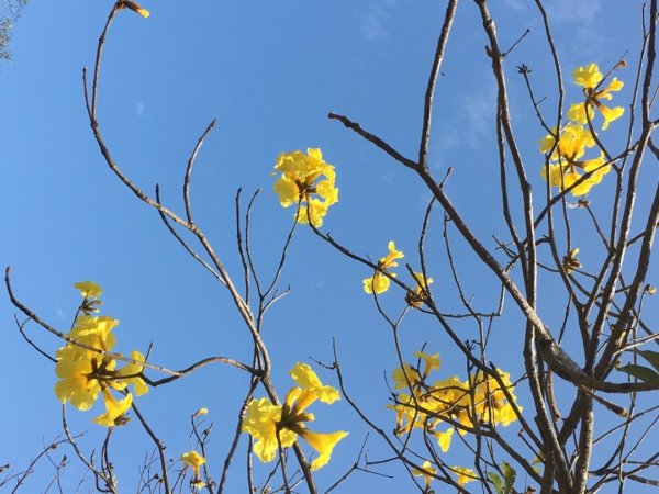 福氣步道、養生步道、長庚養生文化村2441855