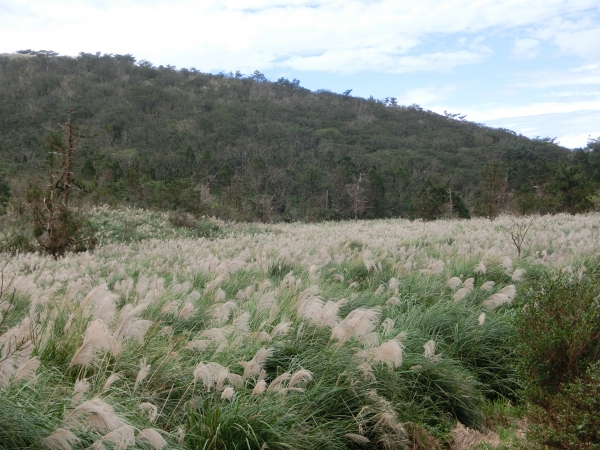 大屯山西峰．南峰．大屯坪94797