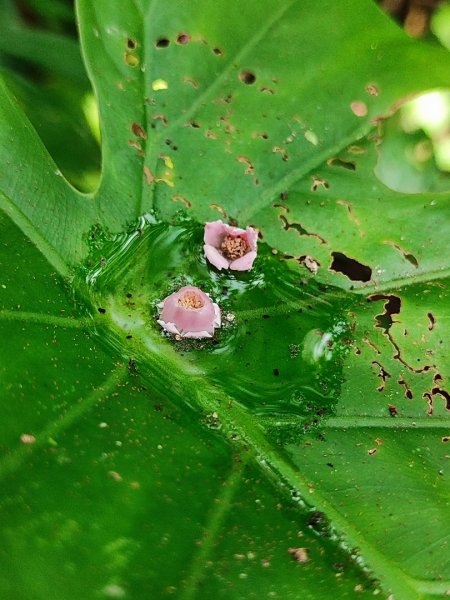 淡蘭古道第三段（我的淡蘭最終章）2838807