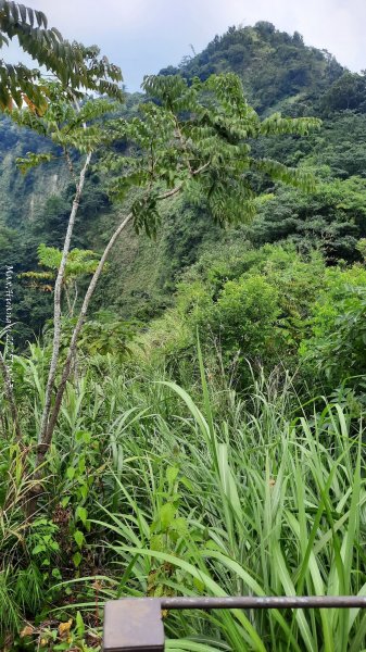 《南投》峰峰相連｜草屯九九峰森林步道O型202509062879262