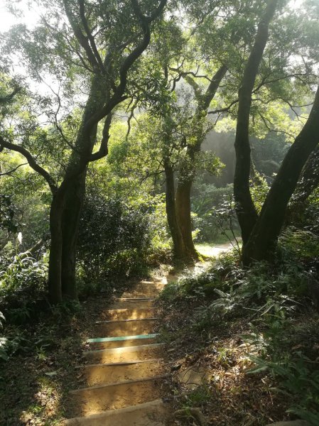 土城清水大尖山/朱財華紀念步道833999