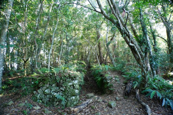 新竹 尖石 芝生毛臺山、虎禮山2903150