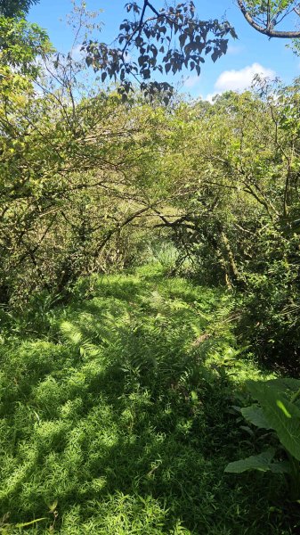 20250723大坑山-深按頭山西峰-334峰-三層崎山2845349