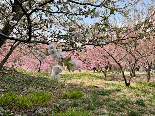 福壽山千櫻園2729951