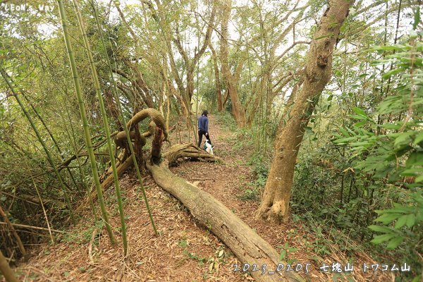 七塊山 トワコム山 遛狗路線2023239