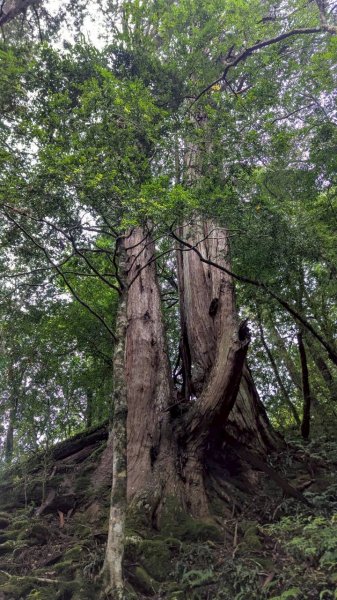 鎮西堡巨木步道群 (B區)2861181