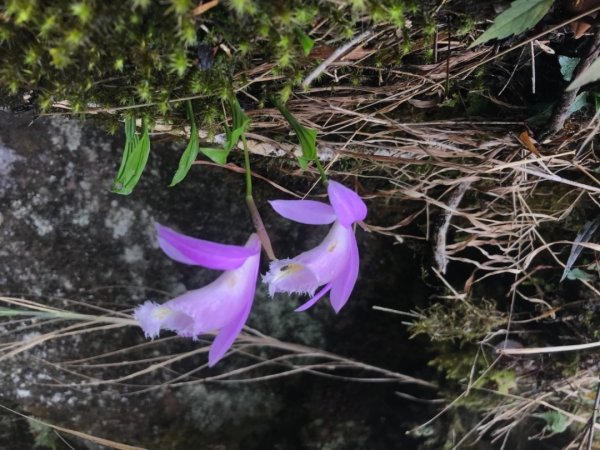 一葉蘭（期間限定）、加里山、杜鵑嶺2099928