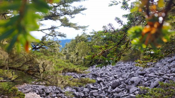 武陵四秀成兩袖(一秀加一宿)1142485