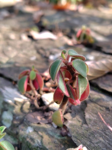 多納六秀 屯子山 安通吊橋2987242