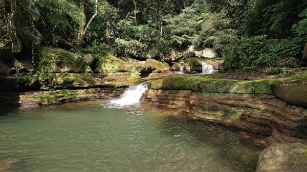 春暖花開暢遊水圳道和水牛有約在陽明山內雙溪古道及頂山石梯嶺步道與坪頂古圳道2086382