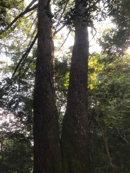 魯壁、東穗、大島、石麻達、屯野生臺連走193738