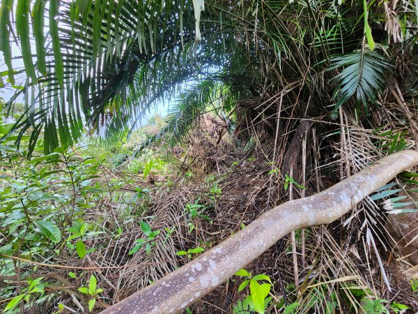 20241215富浪波山鹹菜棚街與打牛崎步道2691606