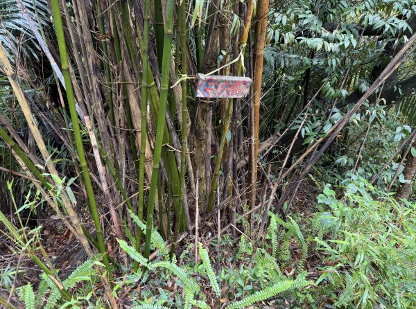 [微笑山線_第三段] 2026_0328 鳶山山系_鳶山彩壁3025686