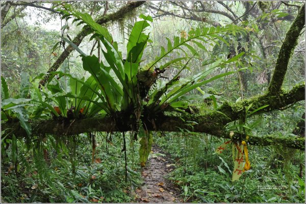 萬人山-2023年11月12日2347848