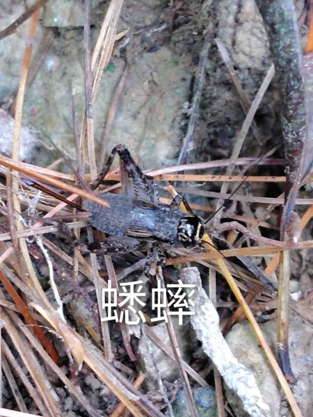 唐麻丹山 蝴蝶谷2918811