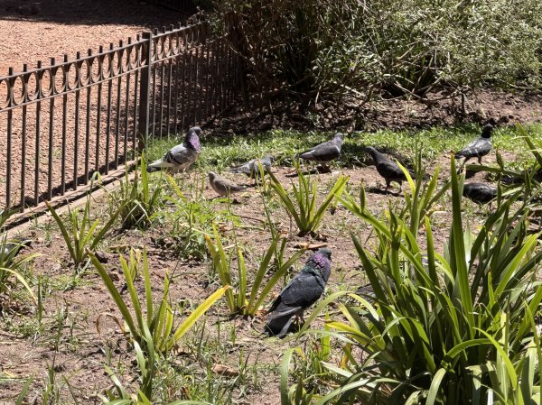 [紐約馬之行-59] 2025_1114 卡洛斯·泰斯植物園-上2953901