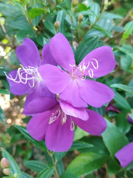 後花園散散步2936587