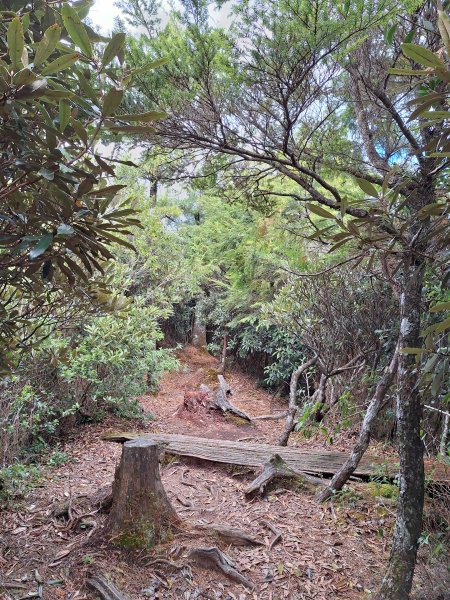 觀霧之榛山O型202411232653948