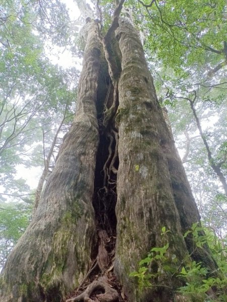 魔幻森林-塔曼山-202508102866581