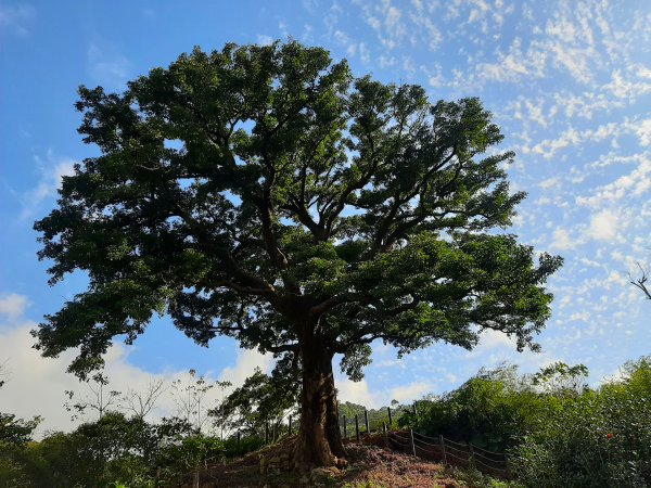 粉粉三色櫻、木蓮花、山茶花爭奇鬥艷814415