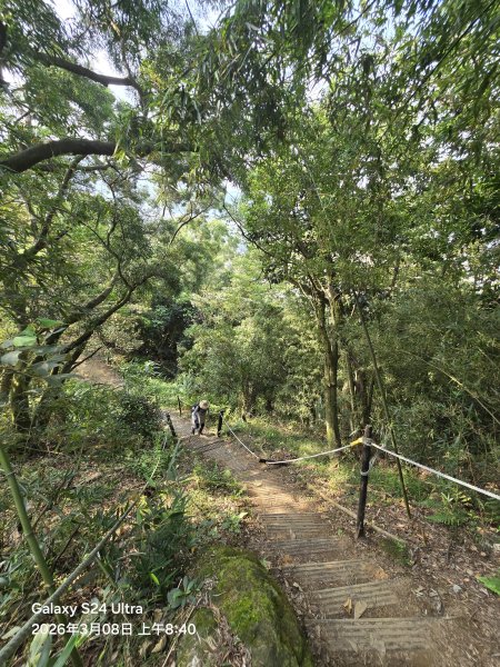 2026-03-08微笑山線：【大棟山系】百年大榕樹段3011682