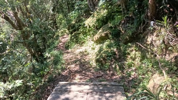 石碇區石霸尖-皇帝殿東峰-玉京山找尋艷紅花影3108312