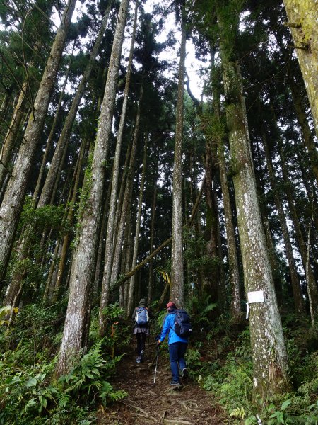 2021首登-走進油羅山迷霧柳杉林1223086