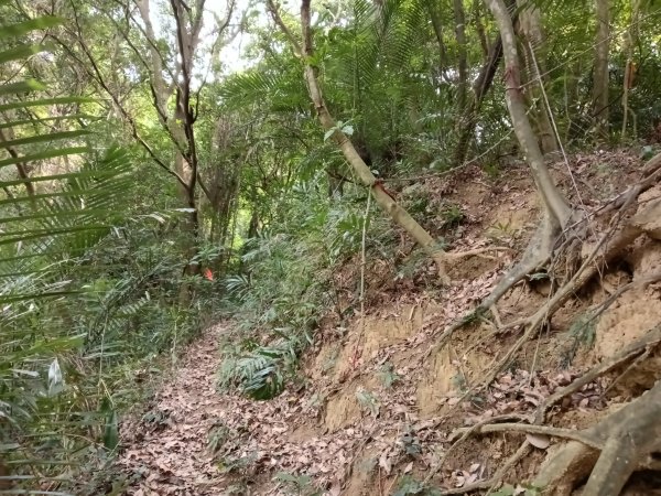 寶山鄉寶山水庫(寶山東峰+中峰+中西峰+西峰+西北峰)+尖山O型3012581