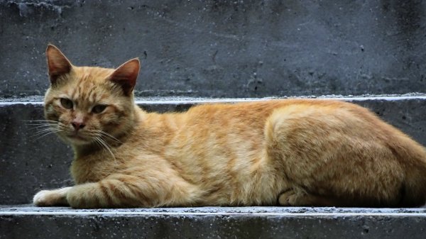 串珠步道,二砂灣砲台,大砂灣西東砲台,綠丘砲台,基隆塔2257493