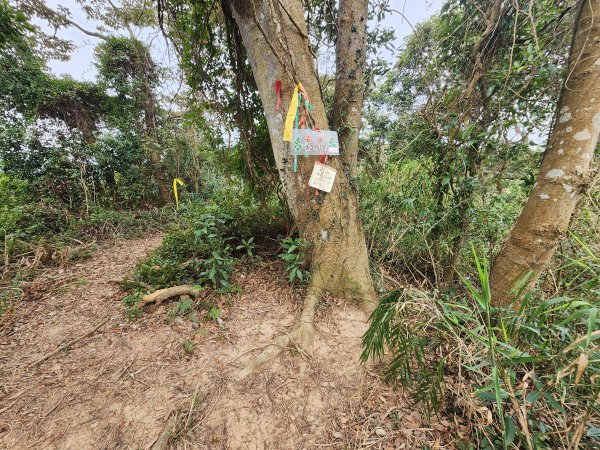 20260223柯子湖山菜堂山尖山沙湖壢山與寶山水庫基石3012606