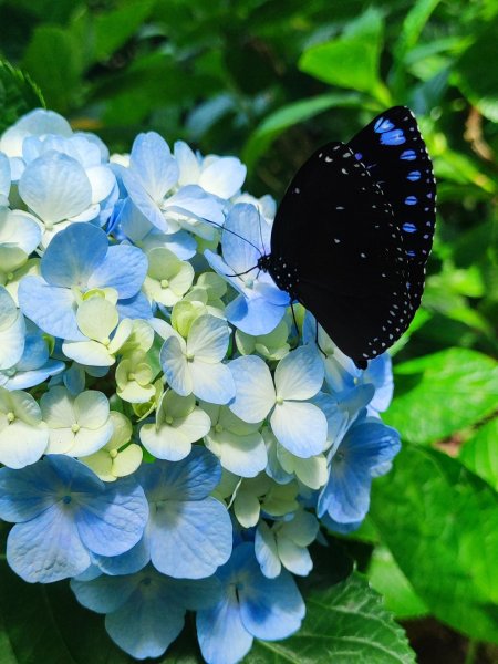 觀音山小鷹尖2818047