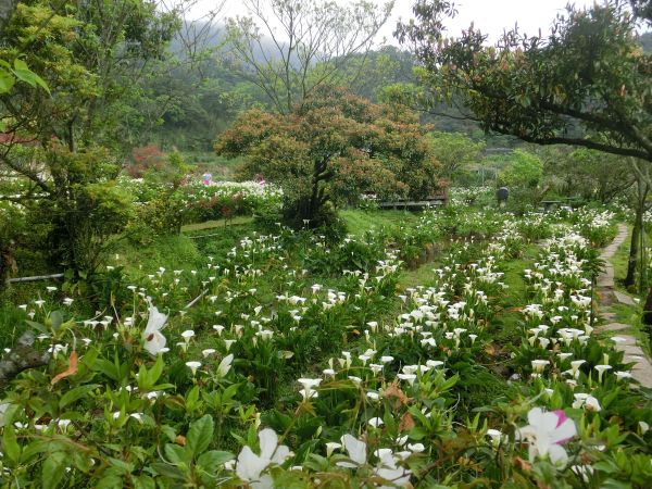 竹子湖海芋季300817